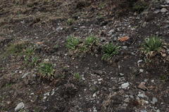 Perezia multiflora multiflora