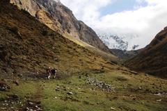 Perezia multiflora multiflora