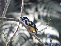 Eurylaimus ochromalus