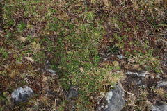 Azorella multifida