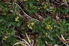 Azorella multifida