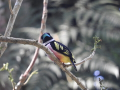 Eurylaimus ochromalus