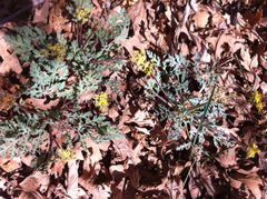 Cymopterus longipes