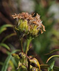 Senecio peruensis