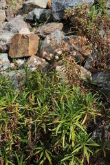 Senecio peruensis