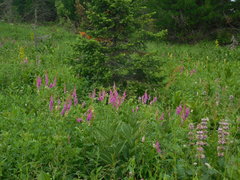 Hedysarum theinum