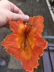 Spathodea campanulata