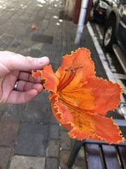 Spathodea campanulata