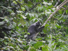 Trachypithecus cristatus