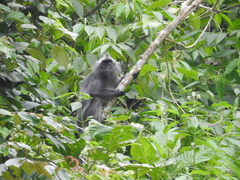Trachypithecus cristatus