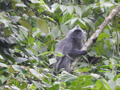 Trachypithecus cristatus