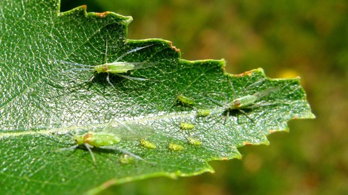 Euceraphis betulae nuotrauka