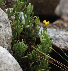 Senecio pentlandianus