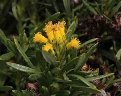 Senecio pentlandianus