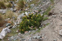 Senecio pentlandianus