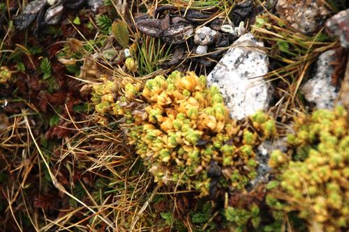 Cerastium crassipes (Cerastium crassipes)