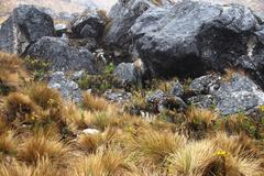 Culcitium herrerae