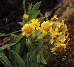 Culcitium herrerae