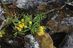 Culcitium herrerae