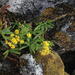 Senecio herrerae - Photo (c) Tony Rebelo, μερικά δικαιώματα διατηρούνται (CC BY-SA), uploaded by Tony Rebelo