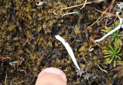 Thamnolia vermicularis vermicularis