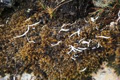 Thamnolia vermicularis vermicularis