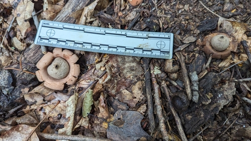 Geastrum