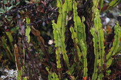Baccharis genistelloides