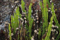 Baccharis genistelloides