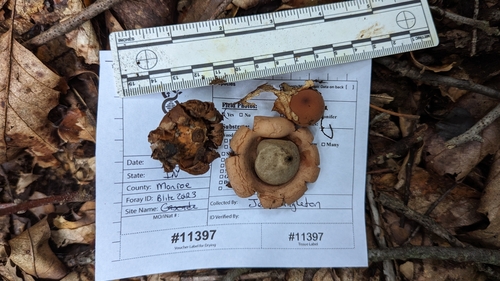 Geastrum (Photo 2 of 3)