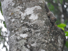 Sundasciurus robinsoni