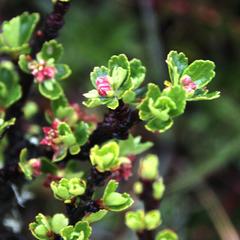 Ribes cuneifolium
