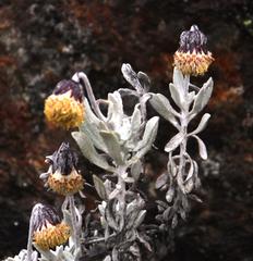 Senecio candollei