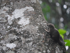 Sundasciurus robinsoni