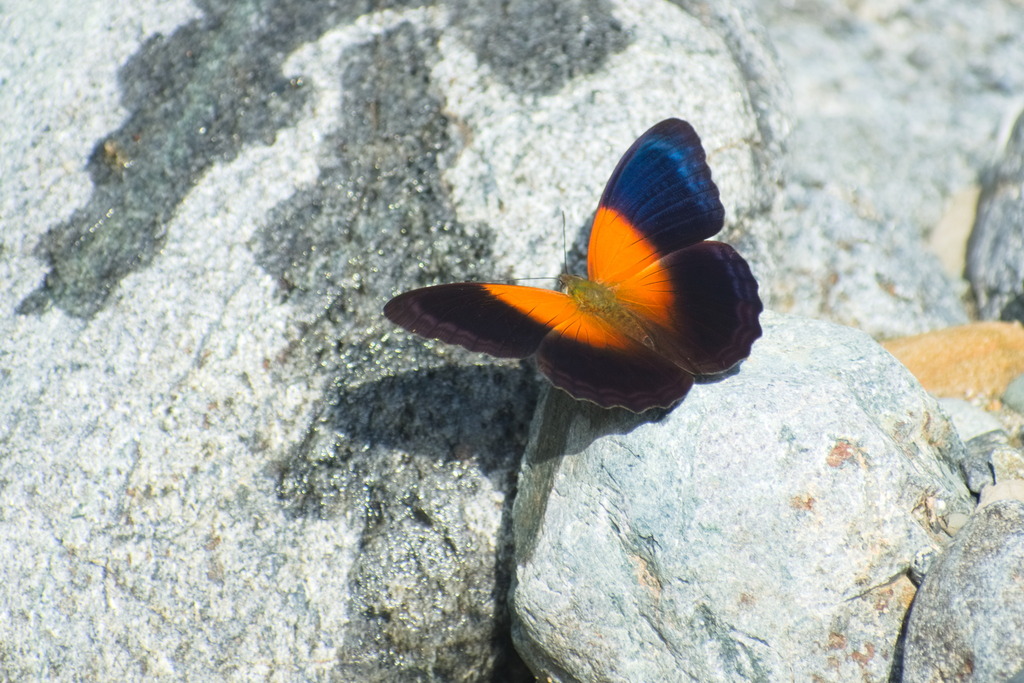 Cirrochroa regina