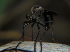 Pegesimallus aulicus