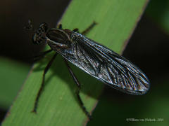 Pegesimallus aulicus