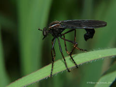 Pegesimallus aulicus