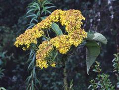 Dendrophorbium