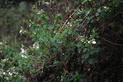 Colignonia
