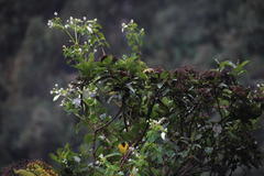Colignonia