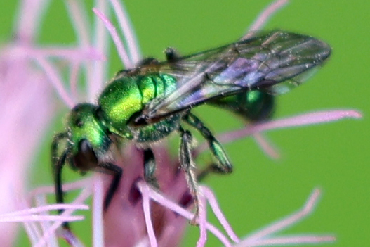 Pure Green Sweat bee from Shepard Settlement, Onondaga County, NY, USA ...