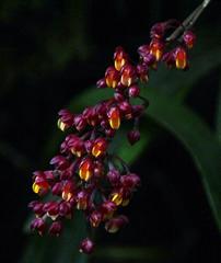 Cyrtochilum rhodoneurum