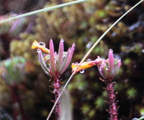 Oxalis teneriensis, photograph 6