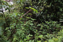 Neonelsonia acuminata