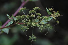 Neonelsonia acuminata