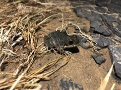 Tomopterna natalensis