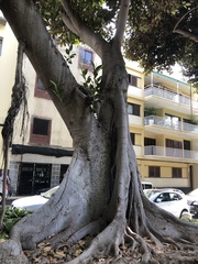 Ficus macrophylla macrophylla