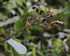 Nicotiana tomentosa