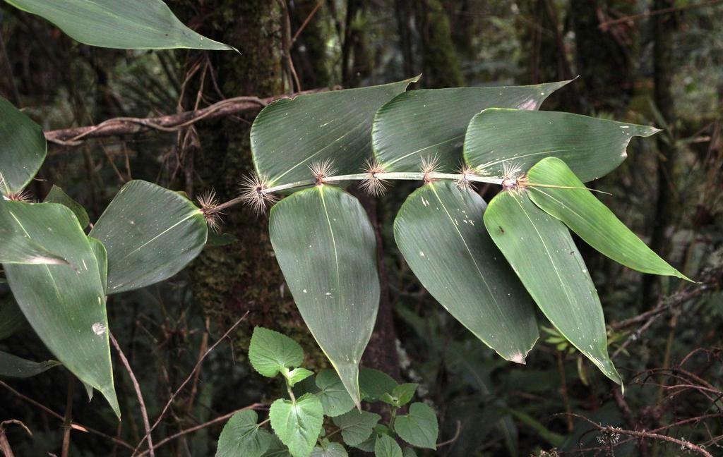 Olyreae